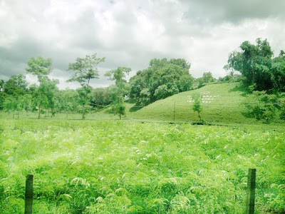 Photos of Mazdehee Tea Estate