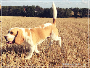 Photo n°27 de ELEVAGE BEAGLE DU HAMEAU DE CULEM à Mentque-Nortbécourt (Éleveur de chiens)