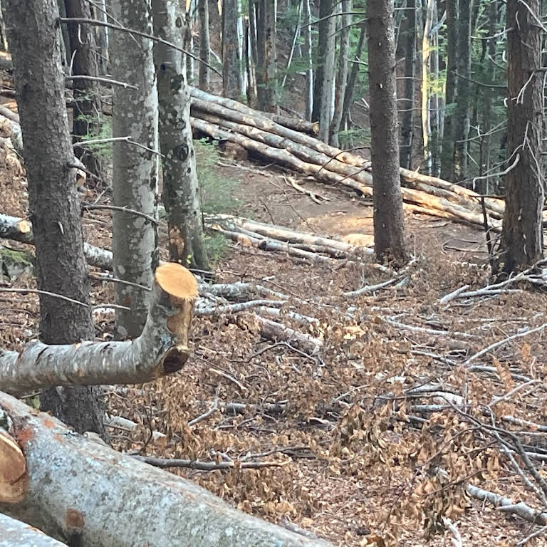 José Pires, vente de bois de chauffage, élagage, abattage d'arbres,  entretien espaces verts à Mauguio