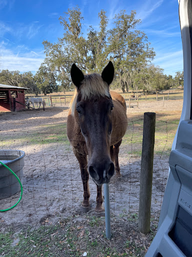 Beautiful Creatures Animal Ranch Gallery - United States
