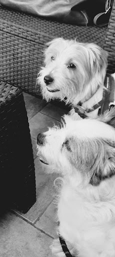 Ambulatorio Veterinario Torrimpietra - Thumbnail