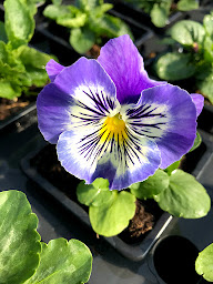 Photo n°3 de BREUIL Horticulture à Saint-Jean-de-Bournay (Jardinerie)