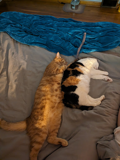 Pennsylvania Animal Wellness and Surgery - Thumbnail