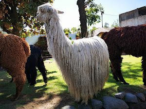 Mundo Alpaca 2