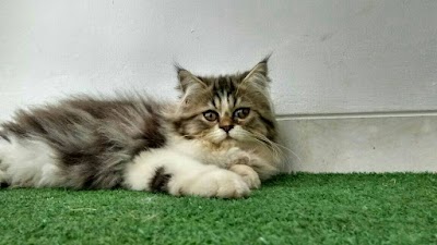 Photos of Kucing Ponco Jual Kucing Persia