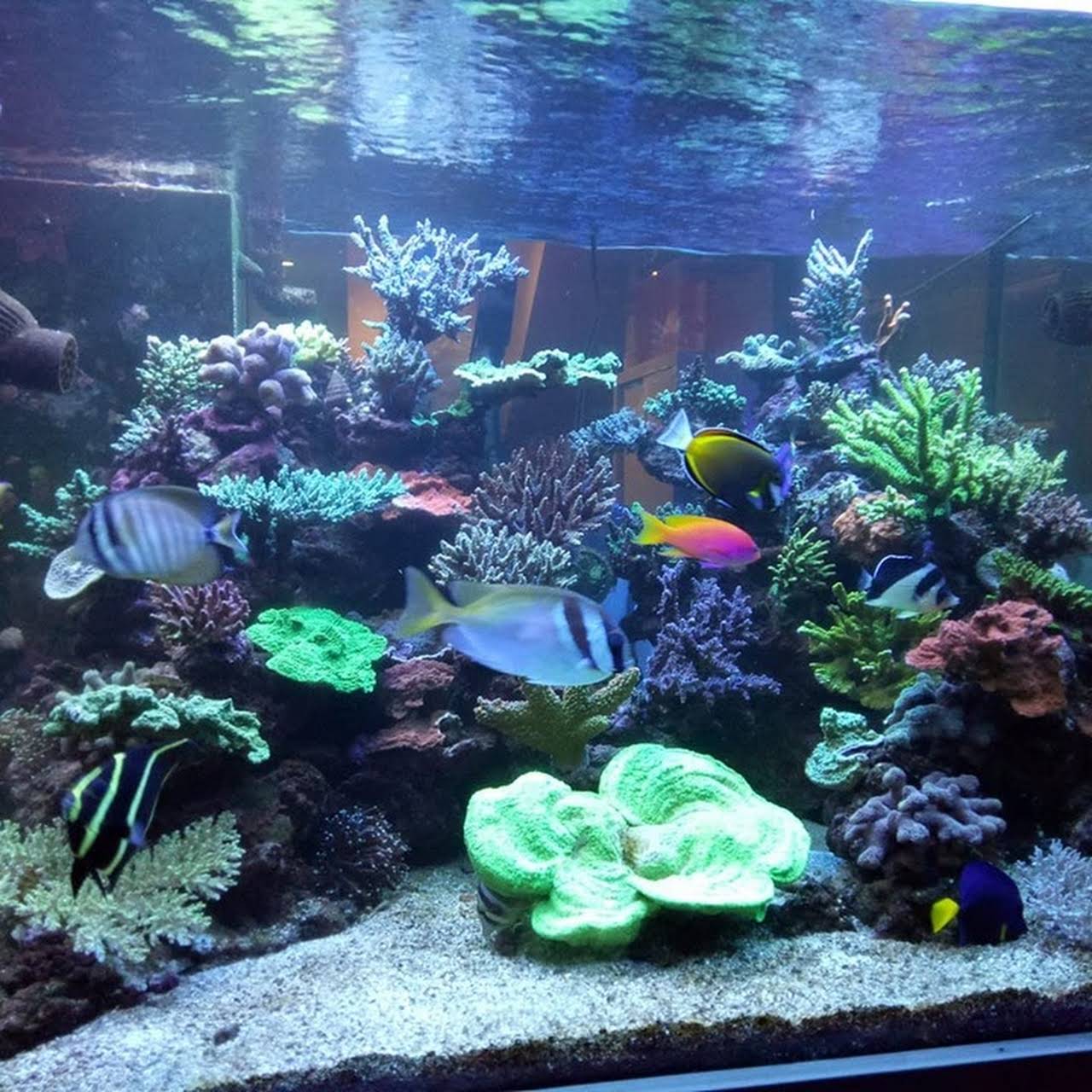 730 Koleksi Jasa Dekorasi Aquarium HD Terbaru