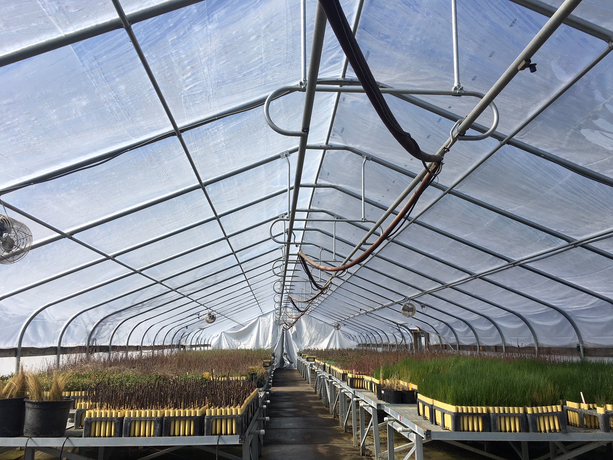 Tribal Native Plant Nursery