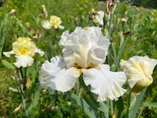 Plant Shack LLC Gallery - United States