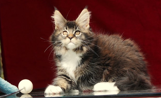 CoonKitty breeding Maine Coons, Author: Paweł Popowski