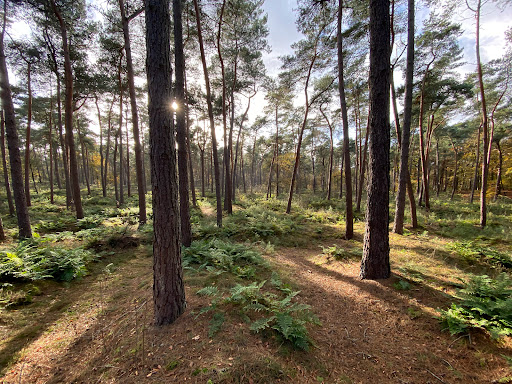 De Dolgaard - Doolhof Landgoed Arcen - Thumbnail