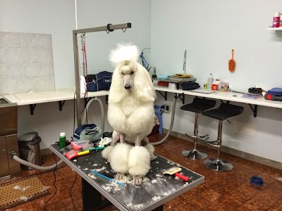 Photos of Wellness Dog Di Tondo Laura E Bianco Loris Sas