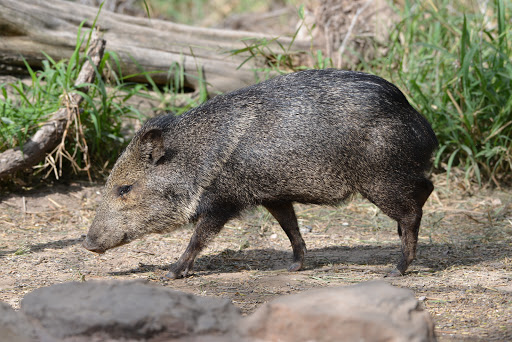 Bentsen-Rio Grande Valley State Park - Thumbnail