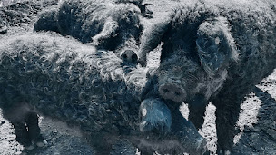 Photo n°2 de Ferme Fontaine du Loup à Saint-Moreil (Ferme bio)