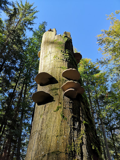 Hölle Nature Reserve - Thumbnail