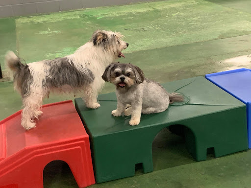 Camp Diggity Dogs