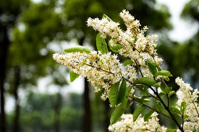 Photos of Tongji University （Jiading Campus）