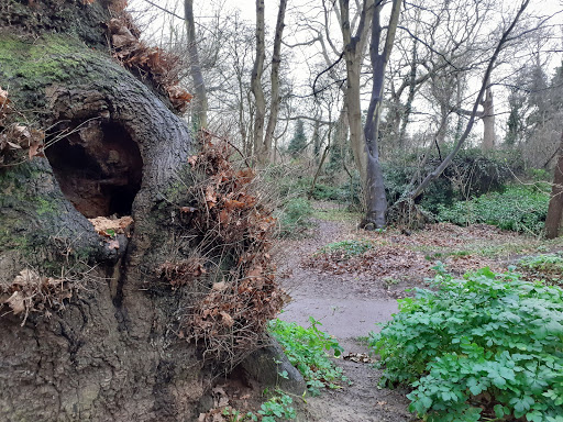 Blackheath Woods - Thumbnail