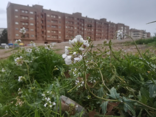 Parc de les Arts