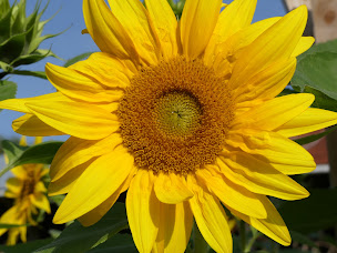Photo n°7 de Le Voyage de l'Arbre à Lire à Alloinay (Ferme)