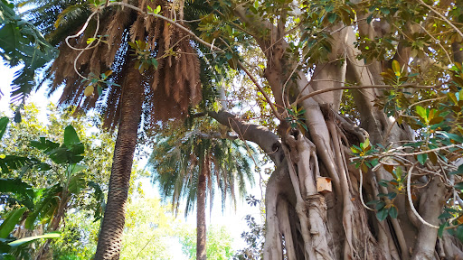 University Botanical Garden - Thumbnail