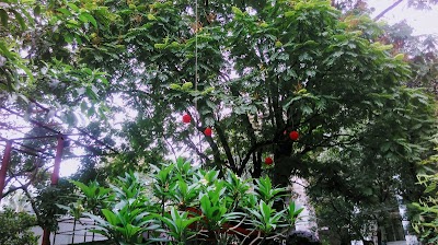 Photos of Social Science Faculty Garden
