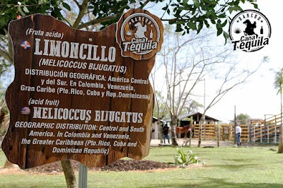 Photos of Rancho Cana Tequila