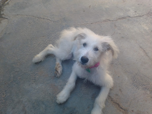 Centro Veterinario Clar de Alba - Thumbnail