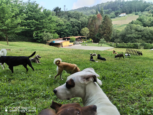 Hotel para perros Servicio Canino Bizkaia