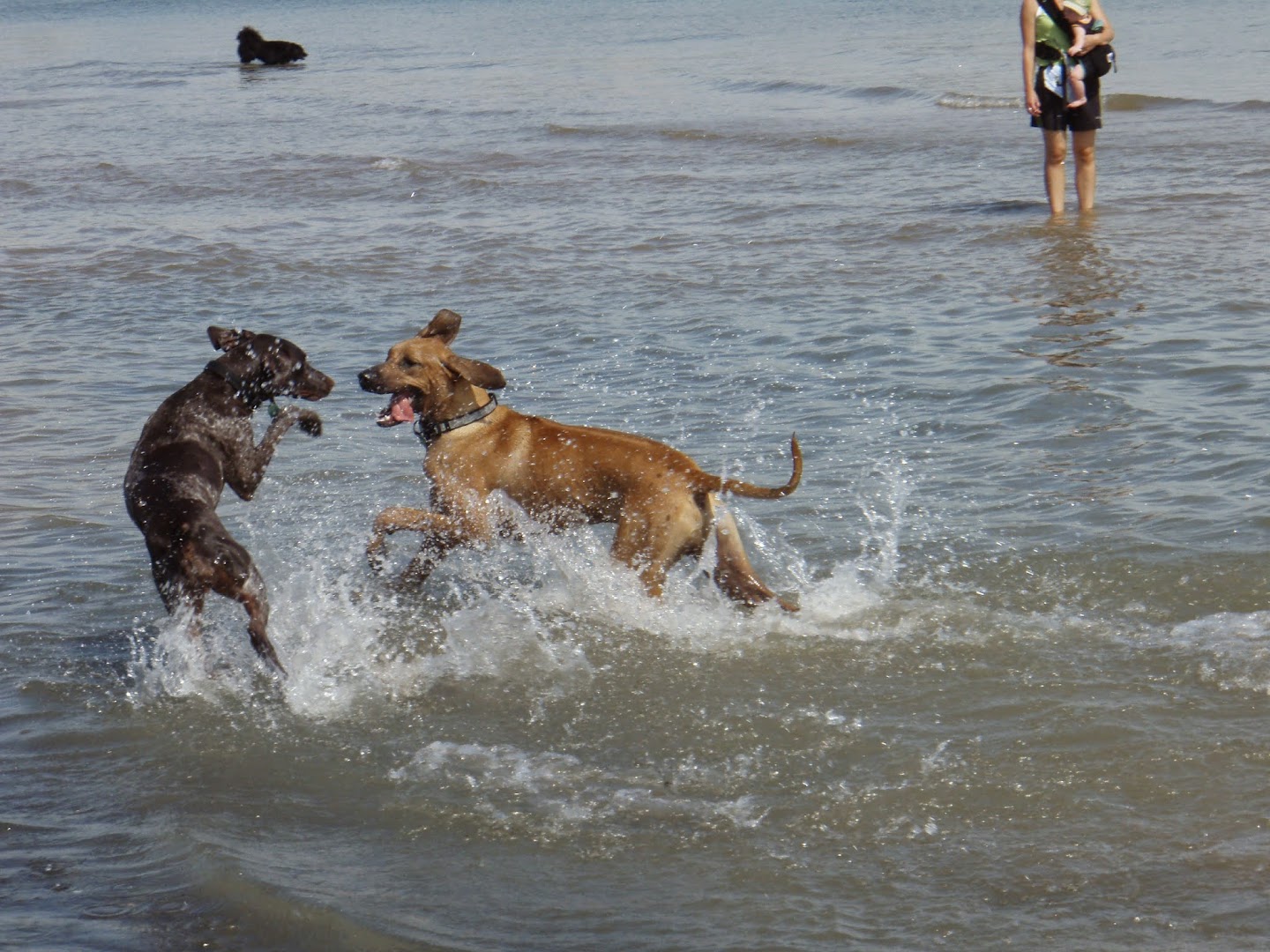 Divine Canine, LLC