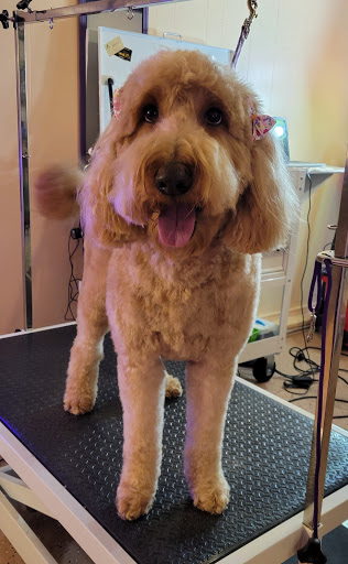 The Gaffney Groomer LLC - Thumbnail