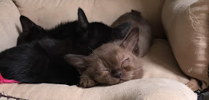 Photo n°14 de Chatterie The Cats Love à Ormoy-Villers (Éleveur de chats)