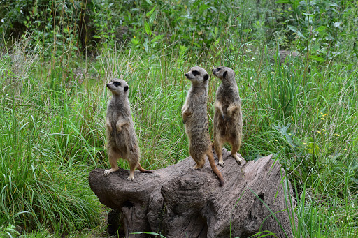 Greifvogelpark Saarburg - Thumbnail