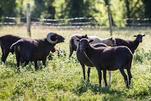 Photo n°44 de Camping la Ferme de Perdigat à Limeuil (Terrain de camping)