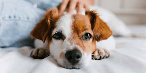 Looking for expert pet care in Gota? Our Pet Health Care Center provides comprehensive veterinary… post image