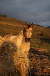Photo n°8 de ECURIE DES GARRIGUES à La Livinière (Centre équestre)