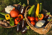 Jardin de Cocagne Terra Ferma à Castillon-Savès