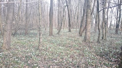 Photos of T&ouml;llősi-erdő