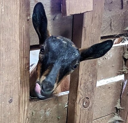 Cottage Hill Dairy by null