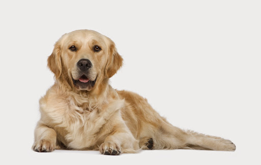 Pet Doctors Howick - Thumbnail