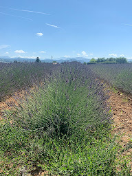 Photo n°69 de Flower Camping La Pinède à Die dans la Drôme à Die (Piscine extérieure)
