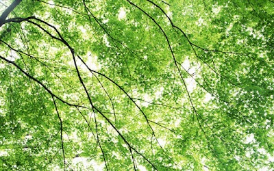 Photos of Auckland Tree Care by Russ