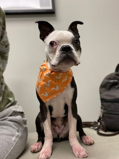 Highland Park Veterinary Clinic - Thumbnail