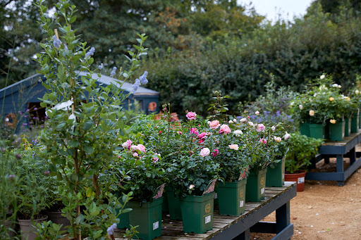 Exedra Nursery - Thumbnail