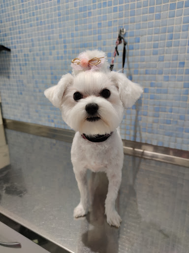 Clinica Veterinaria Dogos