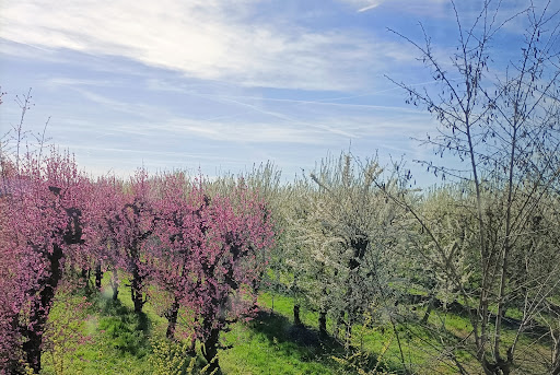 Golena di San Tomé