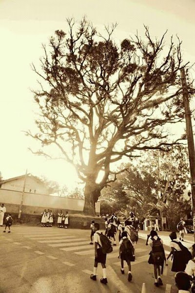 Photos of බණ්ඩාරවෙල මධ්&zwj;ය මහා විද්&zwj;යාලය | Bandarawela Central College