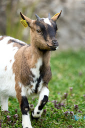 Photo n°2 de Terranova Farm Family à Les Vallées de la Vanne (Ferme pédagogique)
