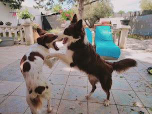 Photo n°16 de Aloha Dogs à Fabrègues (Pension pour chiens)