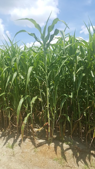 Photos of Maze Craze