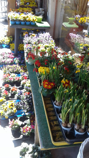 Blumen Pichler - Thumbnail